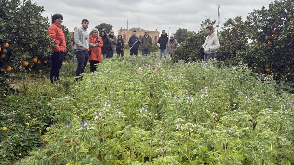 FEUGA LUPINUS.JPG